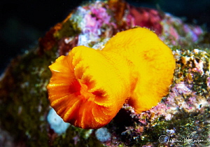 Yellow cup coral/Photographed with a Canon 60 mm macro le... by Laurie Slawson 